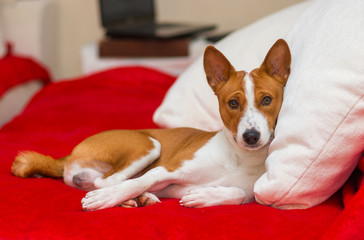 Cute basenji having rest on the sofa