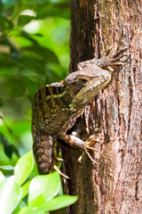 tree lizard