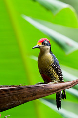Black - cheeked Woodpecker