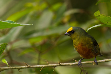 Olive backed euphonia
