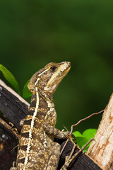 tree lizard