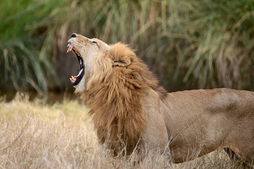Lion rugissant male en Afrique