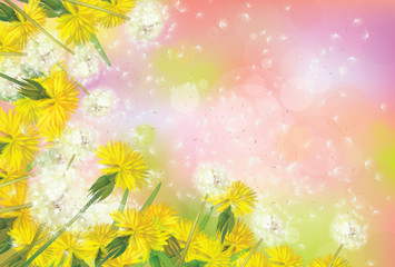 Vector dandelions background.