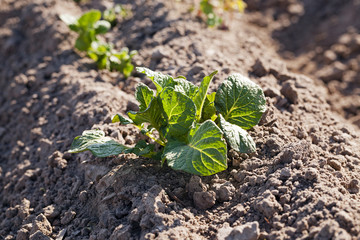 potato field - an agricultural field on which grow up potatoes
