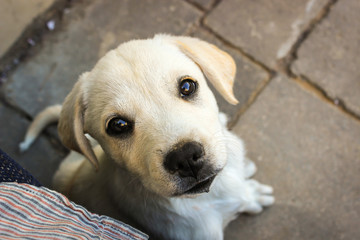 dogy