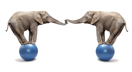 African elephant (Loxodonta africana) balancing on a blue ball.