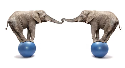 Foto auf Acrylglas Afrikanischer Elefant (Loxodonta africana) balanciert auf einem blauen Ball. © Kletr