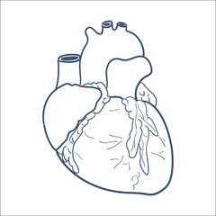 Anatomical heart isolated on white.