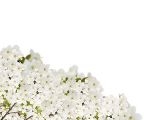 Blossoming Apple  Flowers