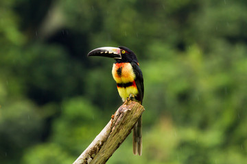 Aracari, Toucan