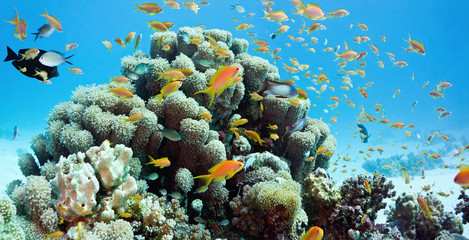 Naklejka na ściany i meble Coral reef scene - panorama