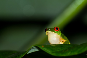 red eyes tree frog