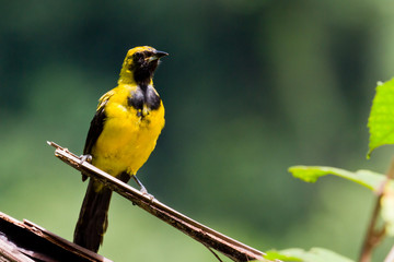 Yellow - Tailed Oriole