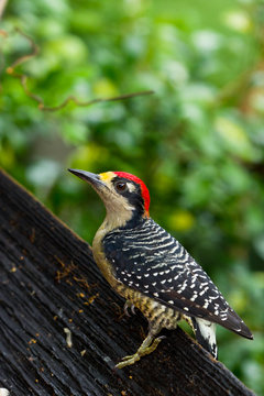 Black - cheeked Woodpecker