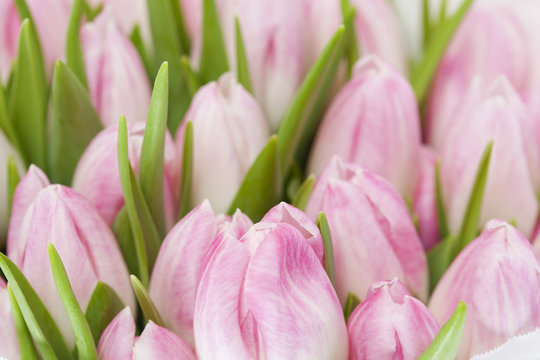 Bunch of pink tulips, close up