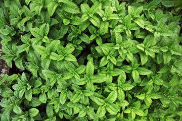 fresh mint herb texture