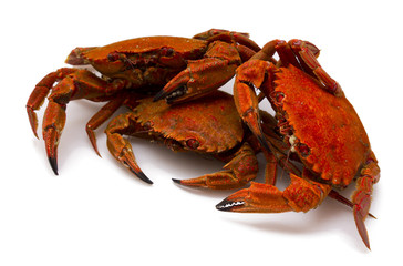 seafood isolated.