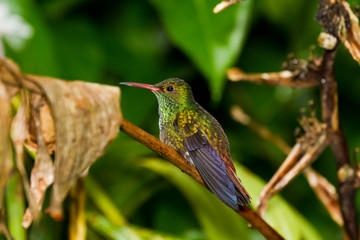 Humming bird