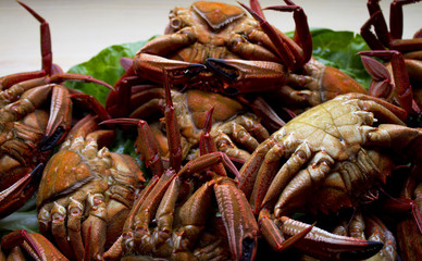 seafood isolated.