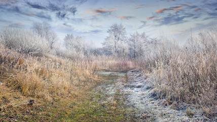 Obraz na płótnie Canvas Fantastic frosty lanscape in the forest