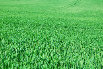 Green field of young wheat in springtime