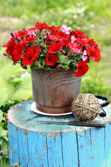 Pottery flower in garden
