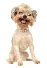 Dog Small Breed. Photography Studio On A White Background.