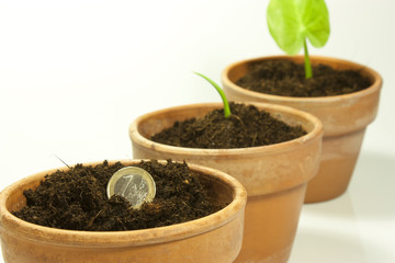 sow coins