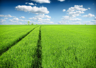 green wheat field and blue cloudy sky