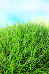 Beautiful green grass on blue background
