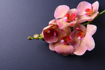 Beautiful blooming orchid on color background