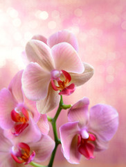 Beautiful blooming orchid  on light color background