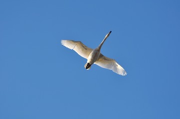 Fototapeta premium 白鳥の飛翔