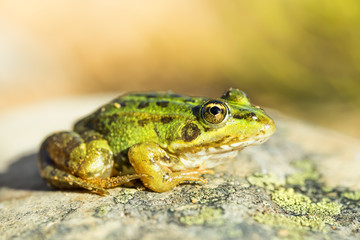 Fototapeta premium Common frog (Pelophylax perezi)