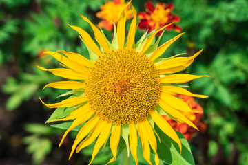Sunflower ( Helianthus annuus )