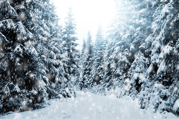 The snowy winter landscape with coniferous trees