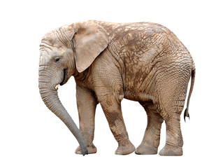 Plakat Słoń afrykański samodzielnie na biały