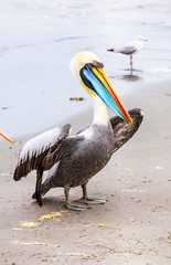 Pelicans on Ballestas Islands,Peru  South America