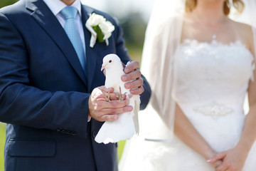 White wedding dove at groom's hands