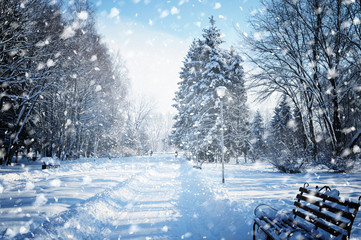 Beautiful winter landscape with snow covered trees