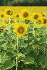 Fototapeta premium sunflower in the field