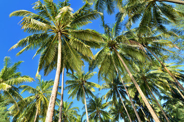 Coconut palms