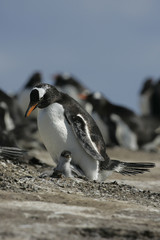 Fototapeta premium Gentoo penguin, Pygoscelis papua