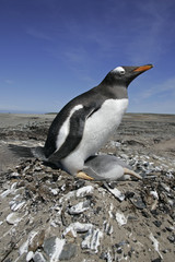 Fototapeta premium Gentoo penguin, Pygoscelis papua