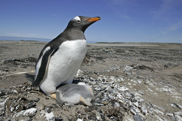 Naklejka premium Gentoo penguin, Pygoscelis papua