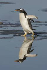 Gentoo penguin, Pygoscelis papua