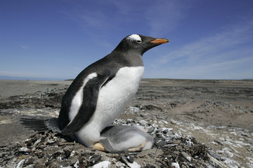 Obraz premium Gentoo penguin, Pygoscelis papua