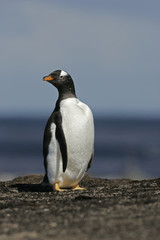 Obraz premium Gentoo penguin, Pygoscelis papua
