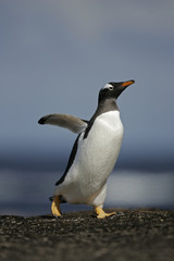 Gentoo penguin, Pygoscelis papua