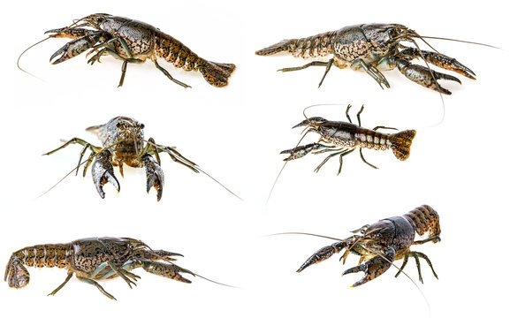 crayfish - Procambarus fallax collection